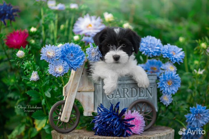 Джек рассел терьер