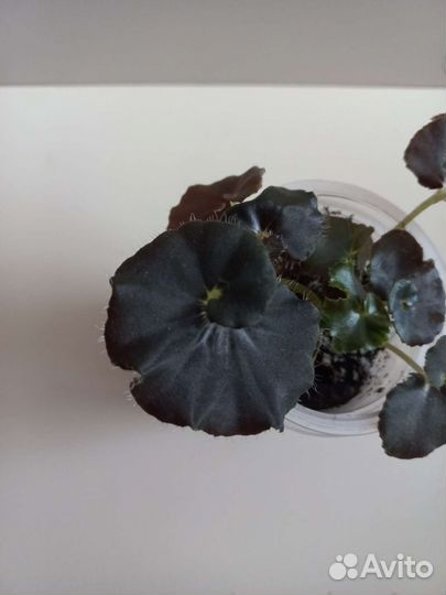 Бегония черная мамба