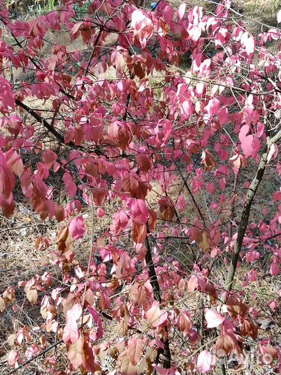 Бересклет крылатый европейский