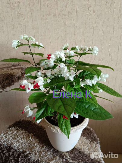 Клеродендрум Томпсона