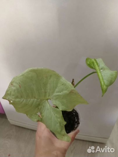 Бегония декоративно лиственная