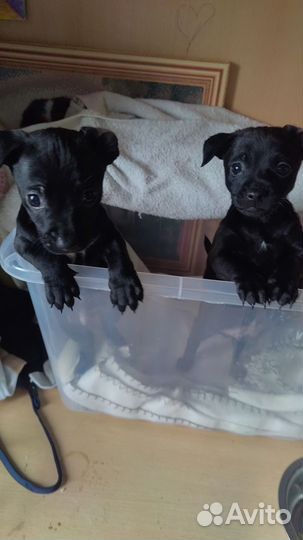 Собаки щенки