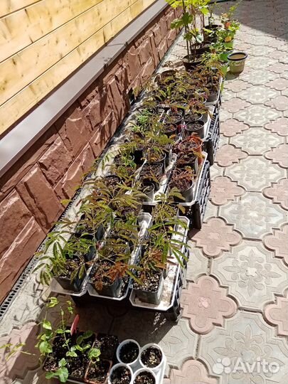 Акация ленкоранская