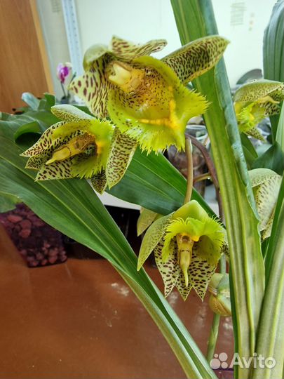 Орхидея катасетум