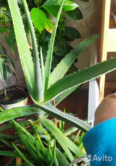 Алоэ столетник