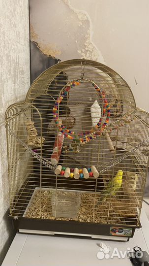 Волнистый попугай с клеткой