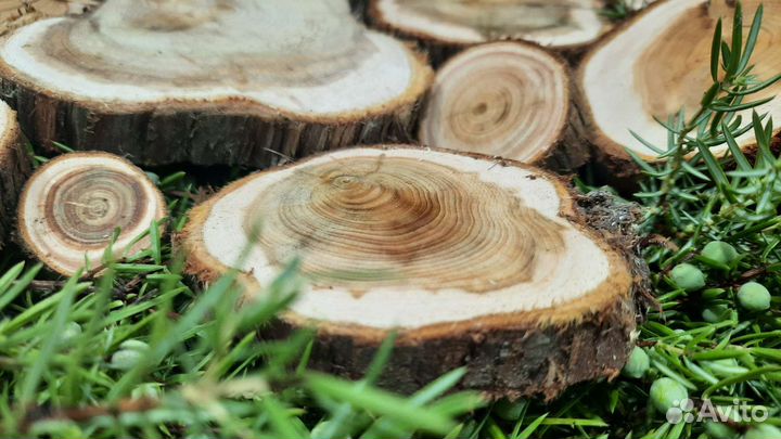 Можевельник