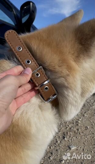 Ошейник кожаный, шлейка, пошив