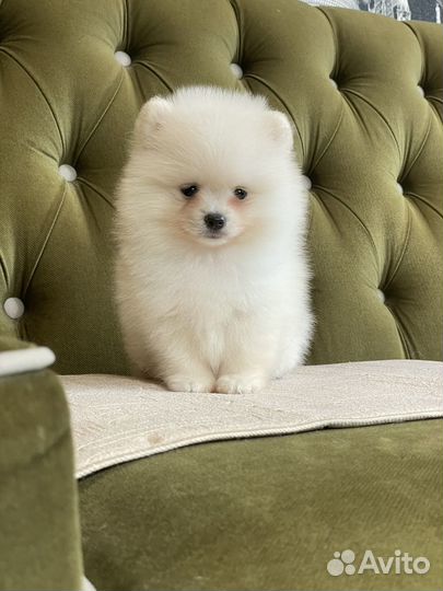 Щенки шпица