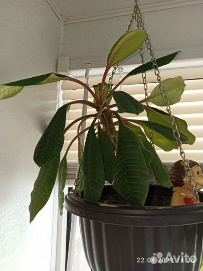 Растение Молочай