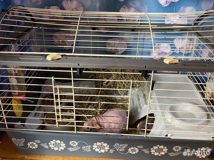 Морские свинки с клеткой