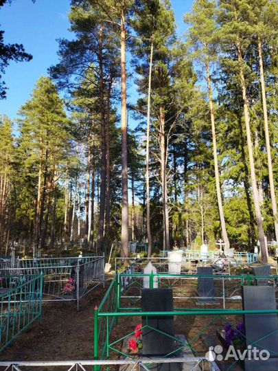 Спил деревьев