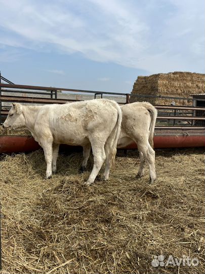 Телки шароле