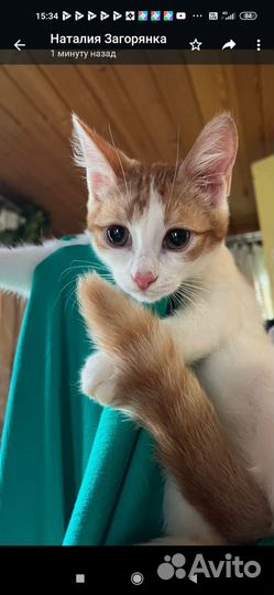 Рыже-белый котенок девочка в дар 2 мес