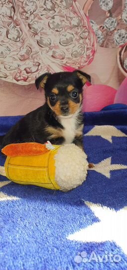 Маленькая собака