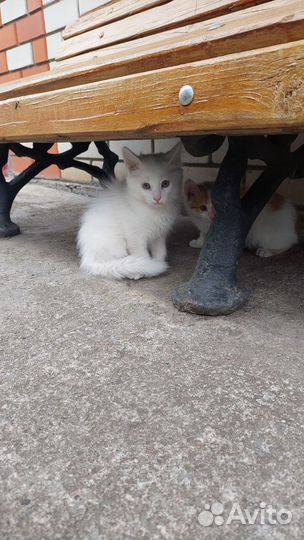 Отдам кот и кошка