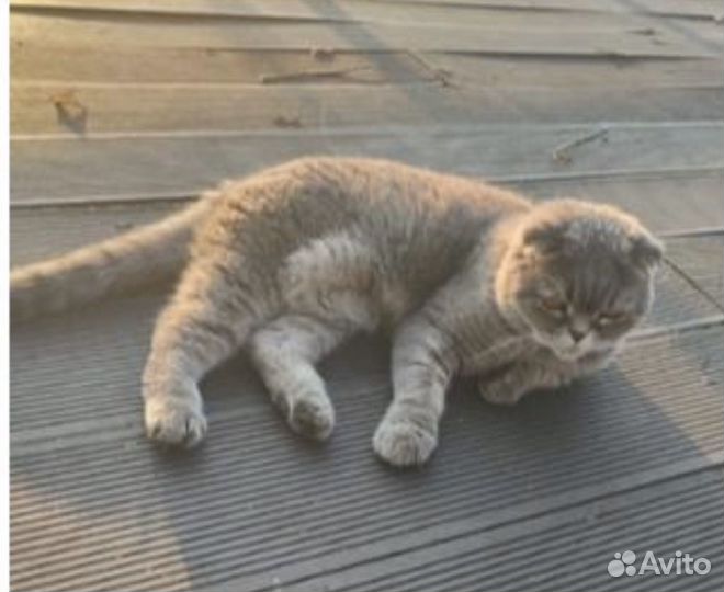 SOS спасите вислоухого Шотландского котика