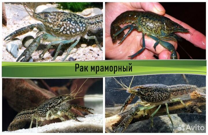 Аквариумные раки в ассортименте
