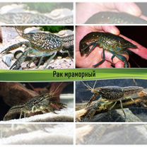 Аквариумные раки в ассортименте, Москва