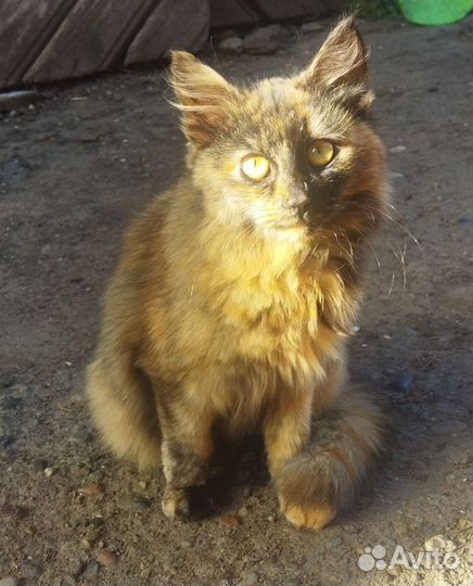 Кошечки котятки