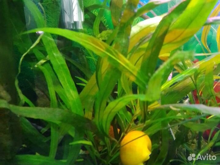 Рыбки, улитки