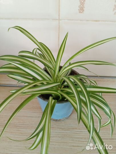 Гинура, хлорофитум