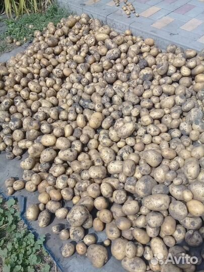 Продам картофель
