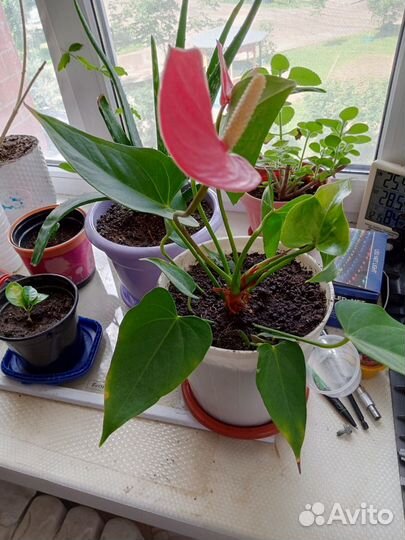 Антуриул андре (мужская радость)