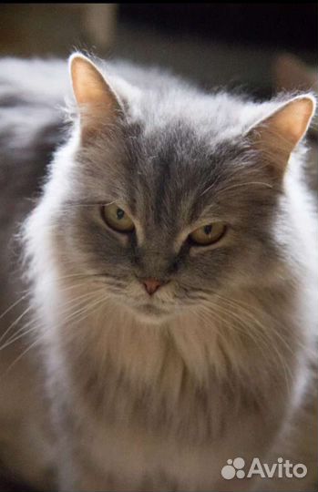 Кошечка ищет дом