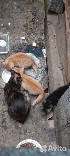 Котята в добрые руки