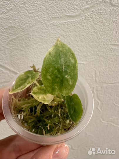 Алоказия Пинк Драгон вар