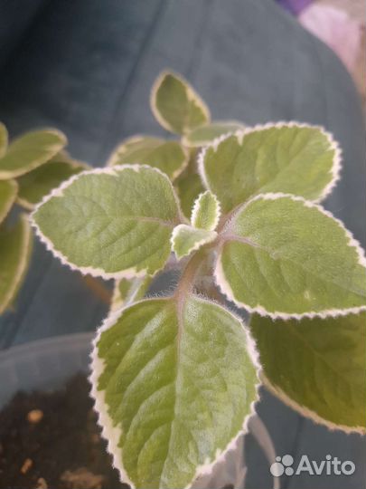 Комнатная мята вариегатная