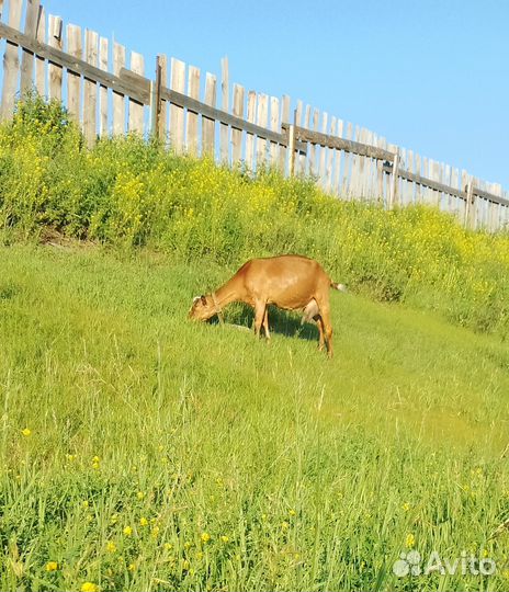 Продам дойных коз