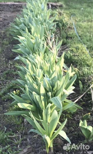 Лук анзур,под заказ