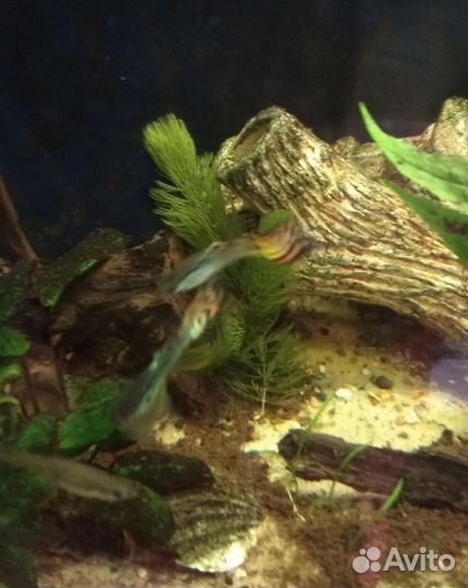 Мальки гуппи