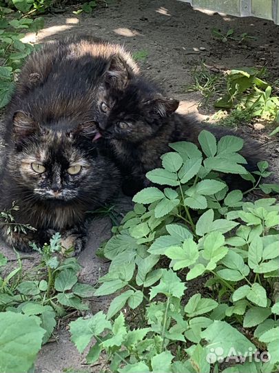 Котята 3,5 месяца