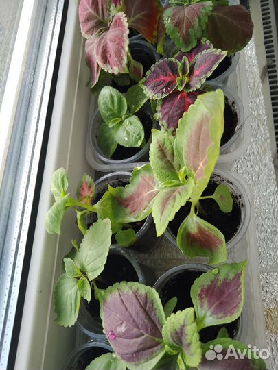 Колеусы сортовые