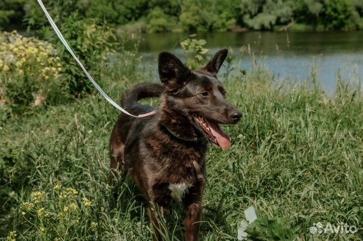 Пёс Тёма в дар