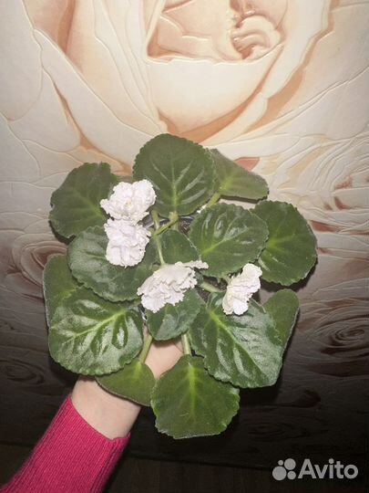 Фиалка белая