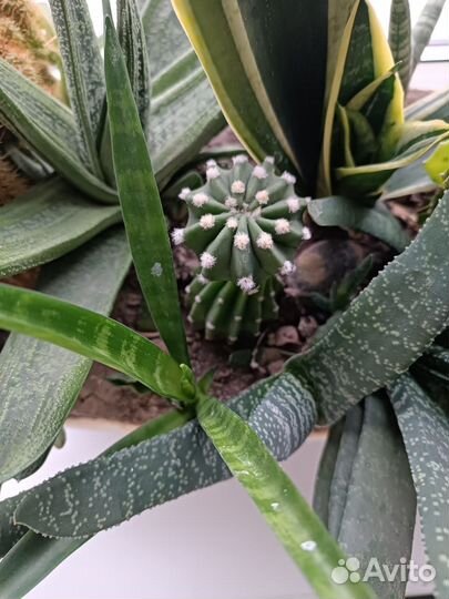 Комнатные растения