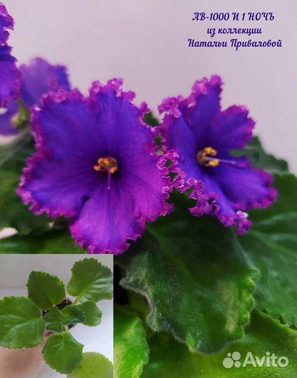 Фиалки стандарты детки и пасынки