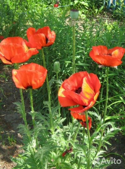 Лилейники мак садовый многолетний