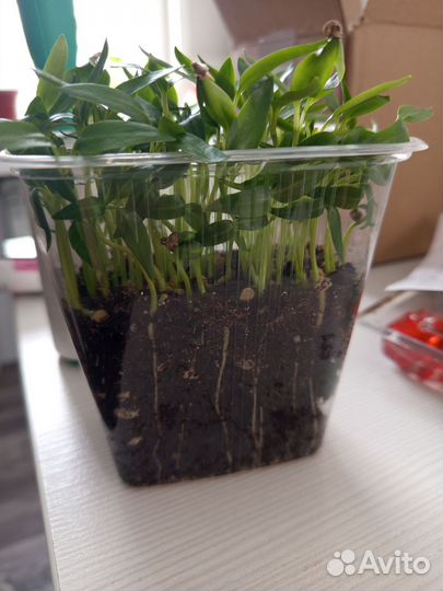 Рассада перца сладкого