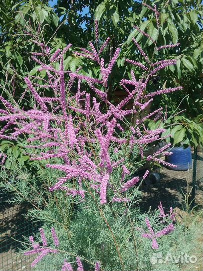 Гребенщик ветвистый (Tamarix ramosissima)