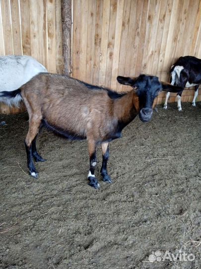 Коза нубийская