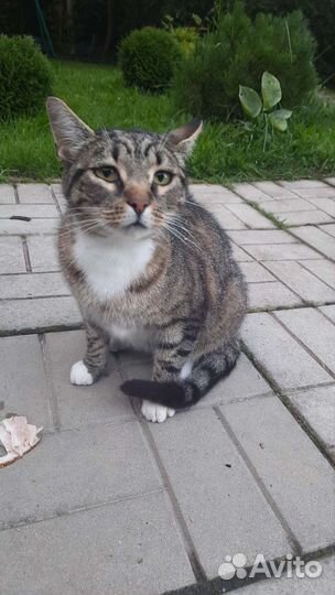 Кошки в добрые руки бесплатно