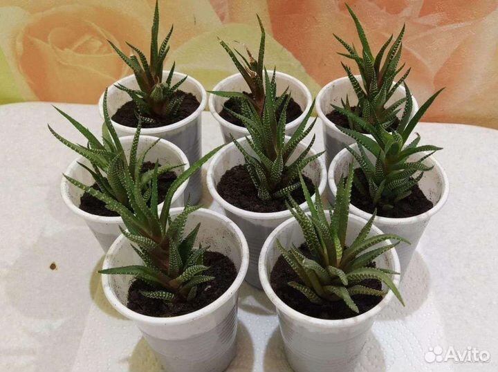 Суккуленты, хавортия полосатая Биг Бенд