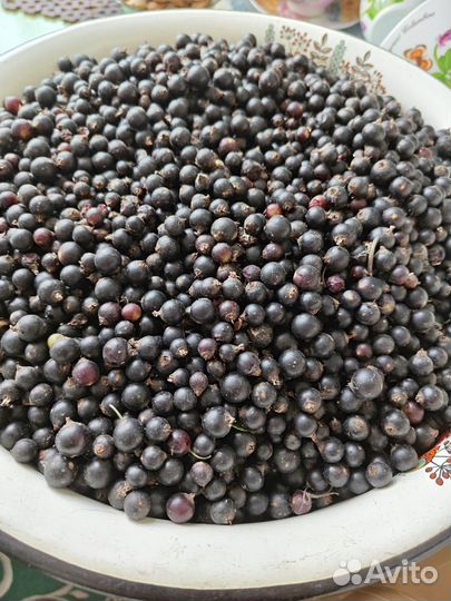 Черная смородина