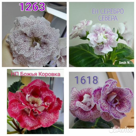 Глоксиния листы клубни почтой