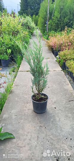 Можжевельник Мунглоу